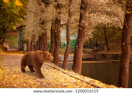 Bear in the forest. Autumn. 