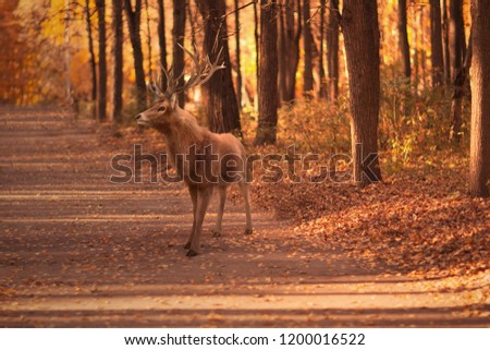 Deer in the forest. Autumn. Moscow