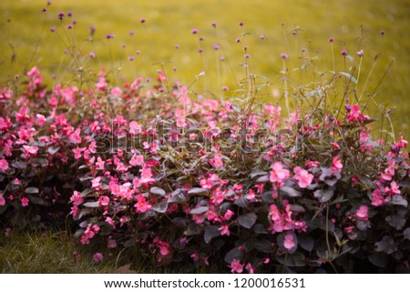 Pink flowers in the garden. Yalta.