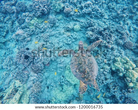 Serene turtle found snorkeling off Hawaii 