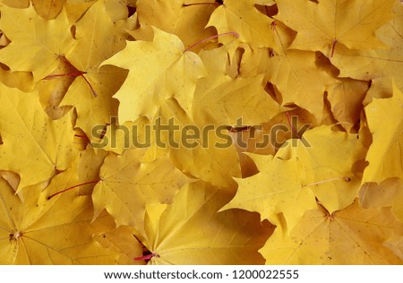 texture yellow maple leaves