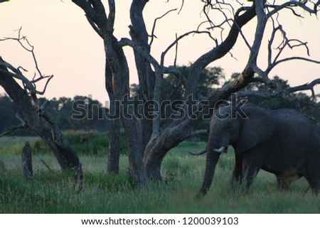 elephant at sundown