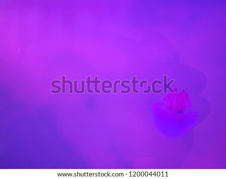 Blurred picture of Barrel jellyfish swimming in water with blue and pink fluorescent background.