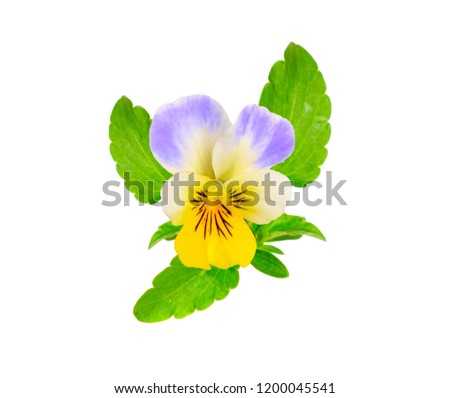 Viola tricolor, also known as Johnny Jump up, heartsease, heart's ease, heart's delight, tickle-my-fancy, Jack-jump-up-and-kiss-me, come-and-cuddle-me, three faces in a hood, or love-in-idleness.  Royalty-Free Stock Photo #1200045541