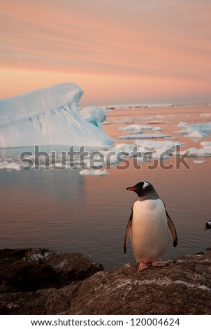 Gentoo penguin (Pygoscelis papua) at sunset on the background of the iceberg.