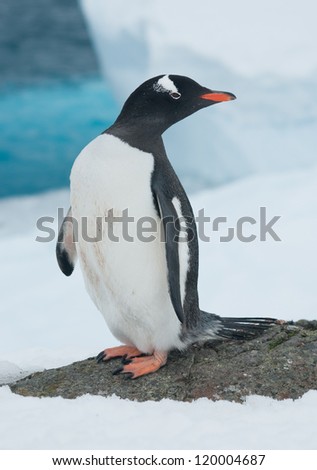 Gentoo penguin (Pygoscelis papua) on the background of the iceberg.