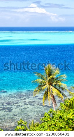 in polynesia bora bora  the view in the  coastline lagoon  and palm like paradise concept and relax
