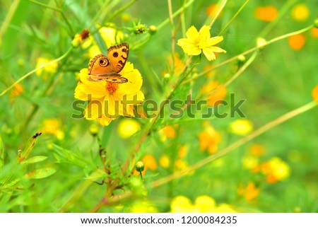 Peacock pansy butterfly with yellow cosmos flowers