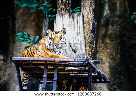 Bengal Tiger in forest show head and leg. Wildlife scene with danger animal. Hot summer in thailand. Dry area with beautiful tiger.