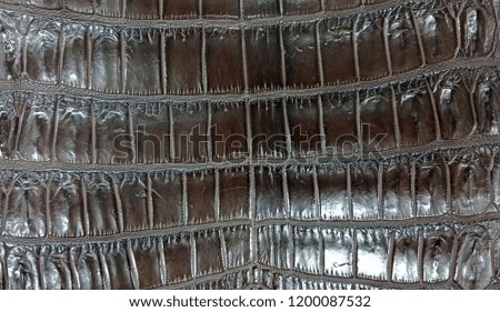 Crocodile Leather Texture and Background