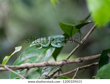 Baby Green Pit Viper (Tropidolaemus) sitting waiting stalking prey. Hungry predator camouflage jungle rainforest tree canopy