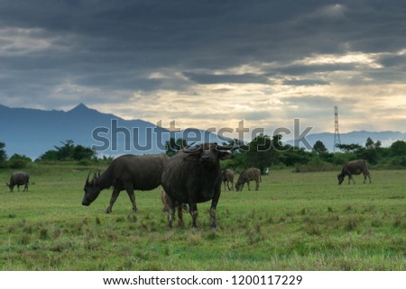 Buffalo open farm at Thailand