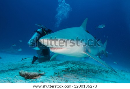 Bull shark close up, Playa del Carmen, Mexico. Royalty-Free Stock Photo #1200136273