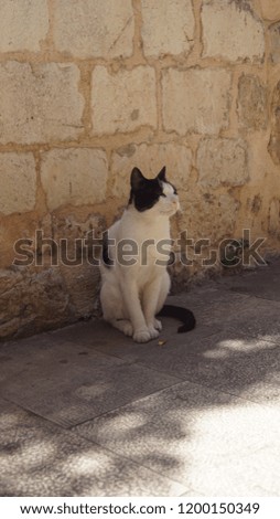 Cute cat in the shadow