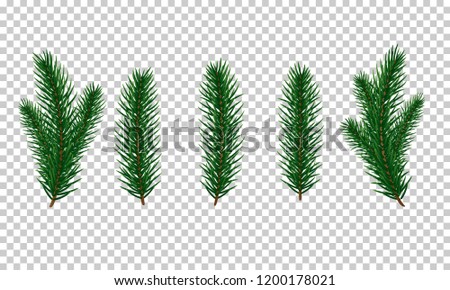 Christmas tree branches isolated. Xmas and New Year realistic decorations