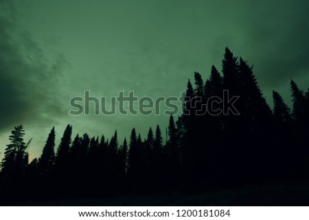 Dark silhouettes of high pines and spruces from below upwards on background of cloudy sky in gloomy green tones with copy space. Coniferous trees close up. Eerie atmospheric monochrome landscape.