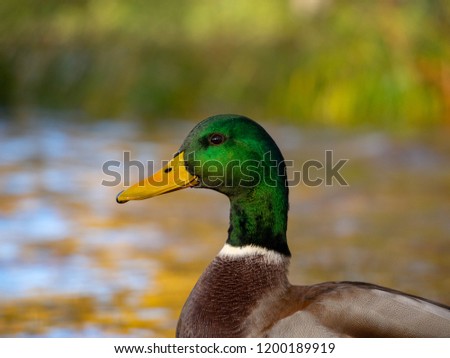The pictures of beautiful male of mallard duck