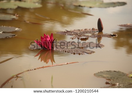 close up pink color fresh lotus blossom or water lily flower blooming on pond background, Nymphaeaceae.