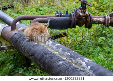 Homeless cat basking in the heating pipes near the house. Rescue abandoned animals. Mercy, animal shelter.