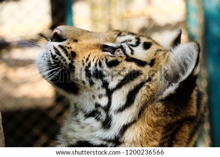 Tiger close up in Thailand