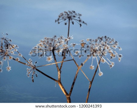 Cold - frosty umbels in a freezing blue atmosphere