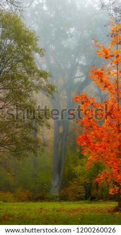 beautiful foggy autumn morning nice colors, good backgroud