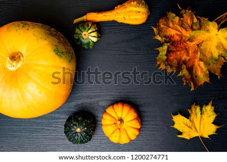 Ripe green and orange pumpkins lie on a yellow flaxen cloth among the yellow fallen leaves, black wooden table Thanksgiving Day.