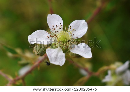 White/cream meadow flower.