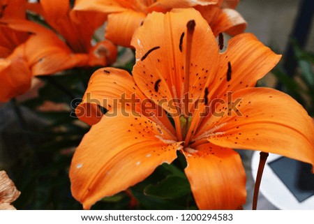 Bright orange lilies.