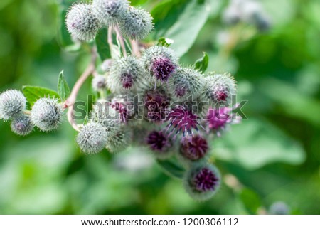 prickly weed, burdoc. Royalty-Free Stock Photo #1200306112