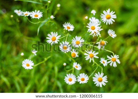 white daisies, nature Royalty-Free Stock Photo #1200306115