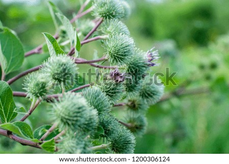 prickly weed, burdock, nature Royalty-Free Stock Photo #1200306124