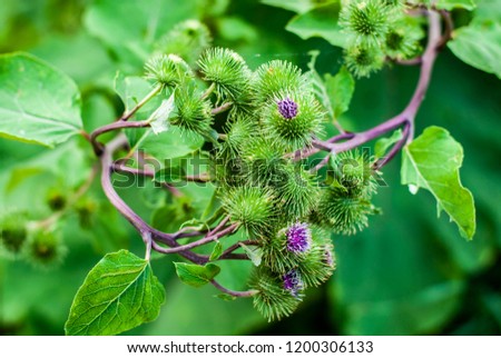 prickly weed, burdock, nature Royalty-Free Stock Photo #1200306133