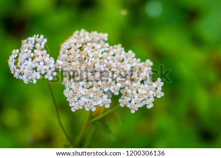 wild plant, blooms Royalty-Free Stock Photo #1200306136