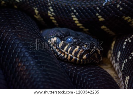 Closeup of a curled up diamond python
