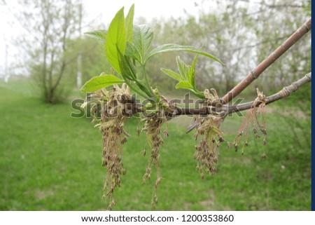 interesting branch of the tree Royalty-Free Stock Photo #1200353860