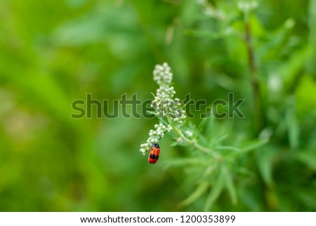 insect on a plant, nature Royalty-Free Stock Photo #1200353899