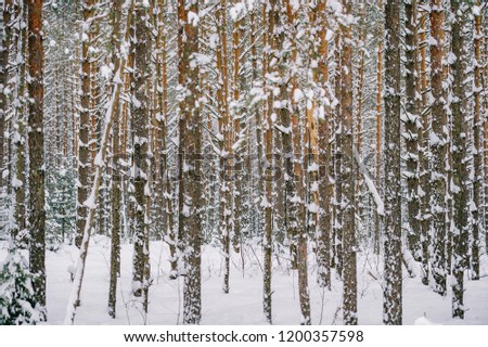 Picturesque winer forest. Fabulous snowy wonderland. Magic beautiful scenic view of pines and spruce trees covered with snow. Cold frosty nature. Wonderful hibernal fairy tale panoramic landscape