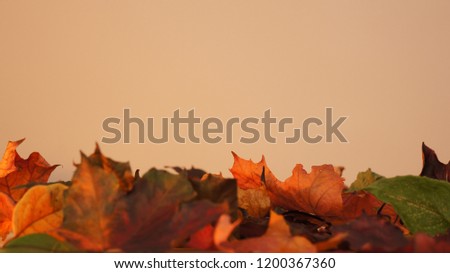 Various coloured Autumn / Fall leaves pictured against a light orange lit wall texture background.