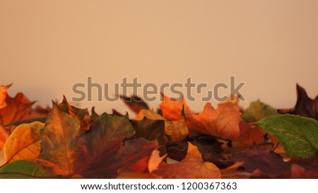 Various coloured Autumn / Fall leaves pictured against a light orange lit wall texture background.
