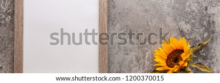 Panoramic photo of yellow sunflower and wooden empty mockup frame on the background of an old gray concrete wall