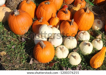 Fall white & orange pumpkins
