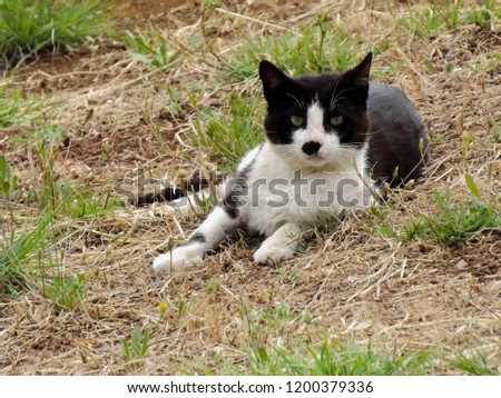 Cat posing on the grass