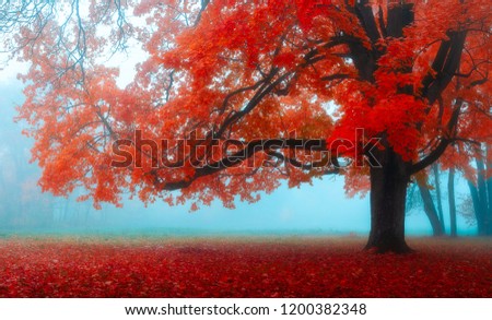 beautiful misty foggy autumn morning an nice red maple tree