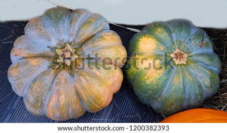 Different varieties pumpkins on straw. Colorful vegetables top view.