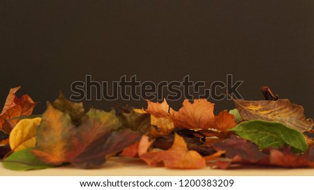 Various coloured Autumn / Fall leaves pictured against a dark texture background.