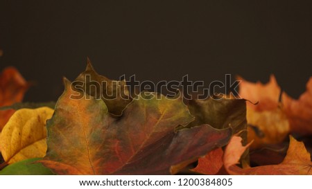Various coloured Autumn / Fall leaves pictured against a dark texture background.