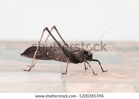 Leaf Insect ,grown grasshopper on floor with white background