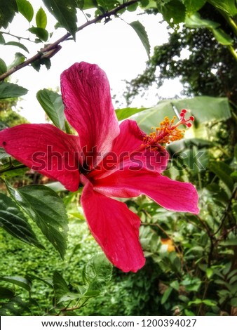 Hibiscus Rosa Flower