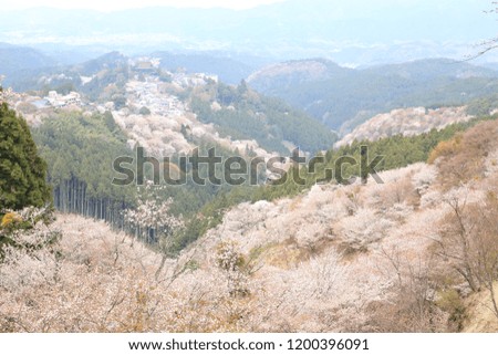Landscape of the Yoshino cherry Nara Prefecture of Japan